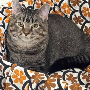 Rescue Domestic Short Hair Cats for Adoption in Fair Haven, Vermont - Lillibet | PetCurious