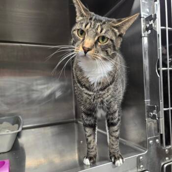 Scooter -  Domestic Short Hair Cat for Adoption in Pullman, Washington - Scooter | PetCurious