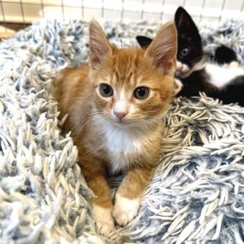 Hollandaise -  Domestic Short Hair Cat for Adoption in Chattanooga, Tennessee - Hollandaise | PetCurious