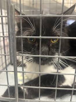 GLOOB -  Domestic Medium Hair Cat for Adoption in Las Vegas, Nevada - GLOOB | PetCurious