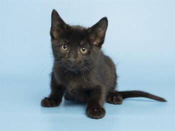 Domestic Short Hair Cats Available for Adoption in Phoenix, Arizona - SHAYANNE | PetCurious