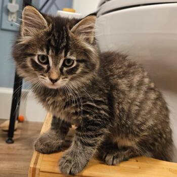Sammy -  Domestic Long Hair Cat for Adoption in Winchester, Virginia - Sammy | PetCurious