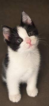 Bonnie -  Domestic Short Hair Cat for Adoption in Columbia, Tennessee - Bonnie | PetCurious