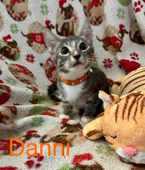 Danni -  Tabby Cat for Adoption in Deltona, Florida - Danni | PetCurious