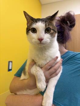 Mochi -  Domestic Short Hair Cat for Adoption in Raleigh, North Carolina - Mochi | PetCurious