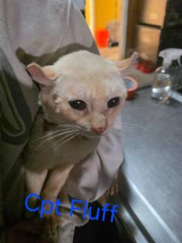 Rescue Highland Fold Cats for Adoption in Zimmerman, Minnesota - Captain Fluff | PetCurious