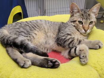 Penny -  Tabby Cat for Adoption in Memphis, Tennessee - Penny | PetCurious