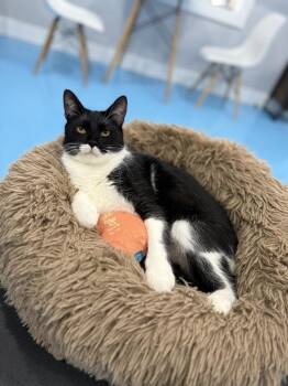 Rescue Tuxedo and Domestic Short Hair Cats for Adoption in Liverpool, Texas - June | PetCurious