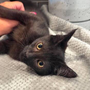 Bane -  Domestic Short Hair Cat for Adoption in Plainfield, Illinois - Bane | PetCurious
