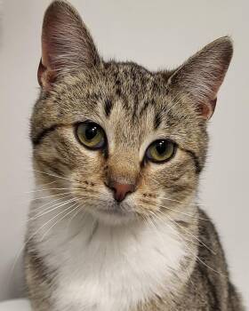 Domestic Short Hair Cats Available for Adoption - Priscilla | PetCurious