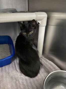 Tangerine -  Domestic Short Hair Cat for Adoption in Montreal, Quebec - Tangerine | PetCurious