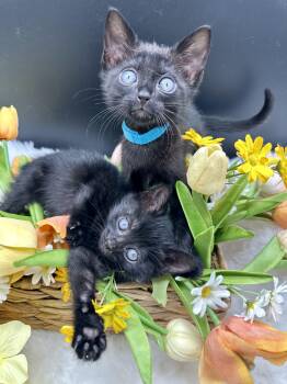 Domestic Medium Hair Cats Available for Adoption in Huntington Beach, California - Rarity (Ruko) | PetCurious
