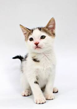 Wasabi -  Domestic Short Hair Cat Available for Adoption in Morton Grove, Illinois - Wasabi | PetCurious