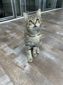 Stromboli -  Domestic Short Hair Cat for Adoption in Milltown, New Jersey - Stromboli | PetCurious