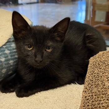 Taro w/ Truffle - Playful -  Domestic Short Hair Cat for Adoption in Flagstaff, Arizona - Taro W/ Truffle - Playful | PetCurious