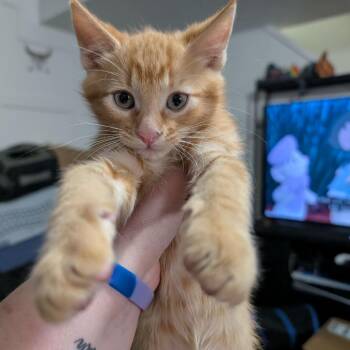 Gouda Brinda -  Domestic Short Hair Cat for Adoption in Eagle Mountain, Utah - Gouda Brinda | PetCurious