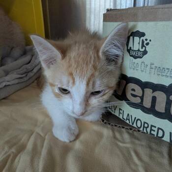 Pool Noodle -  Domestic Short Hair Cat for Adoption in Manhattan, Kansas - Pool Noodle | PetCurious
