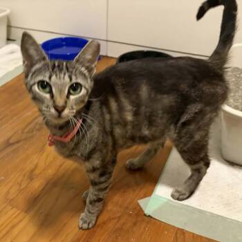 Ms Autozone -  Domestic Short Hair Cat for Adoption in Beulaville, North Carolina - Ms Autozone | PetCurious