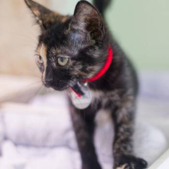 Jezebel -  Domestic Short Hair Cat for Adoption in Hot Springs, Arkansas - Jezebel | PetCurious