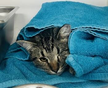 Rescue Domestic Short Hair Cats for Adoption in Savannah, Georgia - Jack | PetCurious