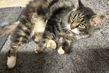 Rescue Domestic Medium Hair Cats for Adoption in Anchorage, Alaska - King Henry | PetCurious