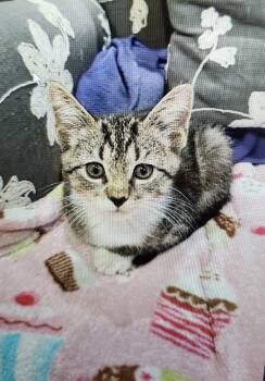 Monet and New Guy - in foster care and super sweet -  Domestic Short Hair Cat for Adoption in Mendham, New Jersey - Monet And New Guy - In Foster Care And Super Sweet | PetCurious