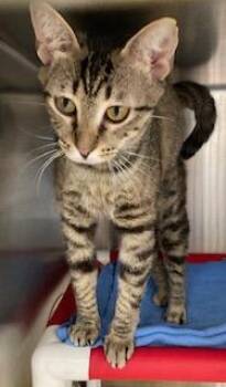 Raquel -  Domestic Short Hair Cat for Adoption in Cincinnati, Ohio - Raquel | PetCurious