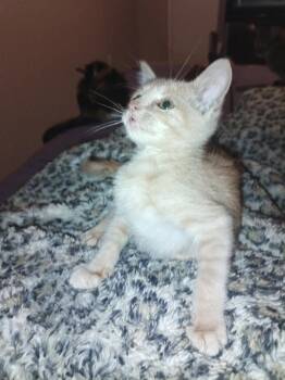 Domestic Short Hair and Tabby Cats Available for Adoption in Frisco, Texas - Baby Butters | PetCurious