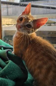 Domestic Short Hair Cats Available for Adoption - Eminem | PetCurious