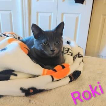 Rescue Domestic Short Hair Cats for Adoption in Charlottesville, Virginia - Roki | PetCurious