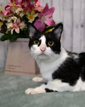 Sybil -  Domestic Short Hair Cat for Adoption in Roanoke, Texas - Sybil | PetCurious