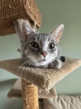 Rescue Domestic Short Hair Cats for Adoption in Arthur, Ontario - Sweet Pea | PetCurious