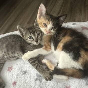 Domestic Short Hair Cats Available for Adoption in Austin, Texas - Eenie | PetCurious