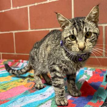 Domestic Short Hair Cats Available for Adoption in Cabot, Arkansas - (Found) Elio | PetCurious