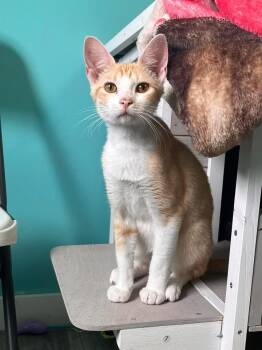 Sprout -  Domestic Short Hair Cat Available for Adoption in Maryville, Tennessee - Sprout | PetCurious