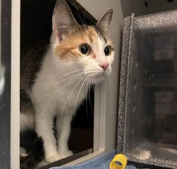 Sofi -  Domestic Short Hair Cat for Adoption - Sofi | PetCurious