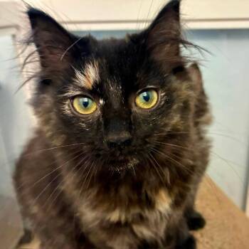Maleficent -  Domestic Long Hair Cat for Adoption in Richland, Michigan - Maleficent | PetCurious
