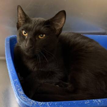 Ohio -  Domestic Short Hair Cat for Adoption in Wantagh, New York - Ohio | PetCurious