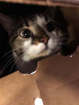 Domestic Short Hair Cats Available for Adoption in Dallas, Texas - HEENDOONGEE | PetCurious