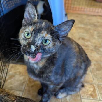 Domestic Short Hair Cats Available for Adoption - Blanche | PetCurious