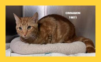 CINNAMON -  Domestic Short Hair Cat for Adoption in Marietta, Georgia - CINNAMON | PetCurious