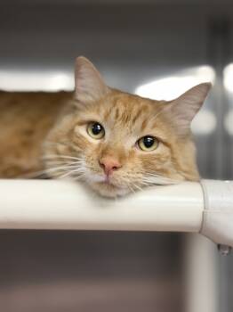 Rescue Domestic Medium Hair Cats for Adoption in Richmond, Virginia - Big Foot | PetCurious