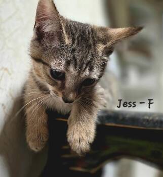 Jess -  Domestic Short Hair Cat for Adoption in Lunenburg, Massachusetts - Jess | PetCurious