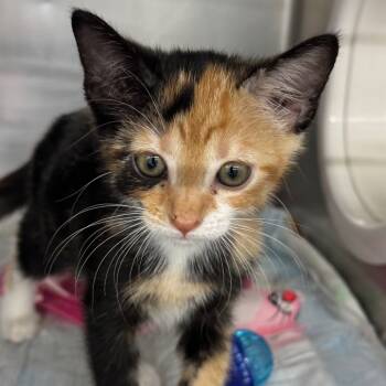 Rescue Domestic Short Hair Cats for Adoption in West Palm Beach, Florida - Halloween | PetCurious