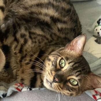 Chief -  Bengal Cat for Adoption in Plainfield, Illinois - Chief | PetCurious