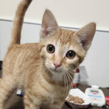 Trombone -  Domestic Short Hair Cat for Adoption - Trombone | PetCurious