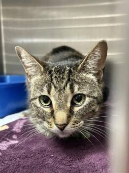 Joan -  Domestic Short Hair Cat for Adoption in Muskegon, Michigan - Joan | PetCurious