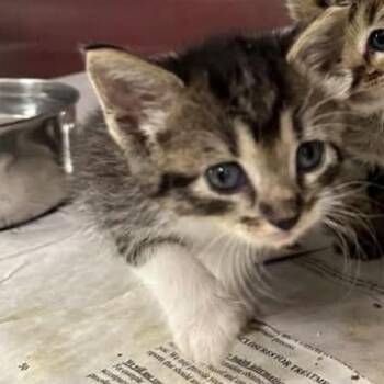 Yaupon -  Domestic Short Hair Cat for Adoption in San Antonio, Texas - Yaupon | PetCurious