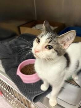 Rivers -  Domestic Short Hair Cat for Adoption in West Chester, Pennsylvania - Rivers | PetCurious
