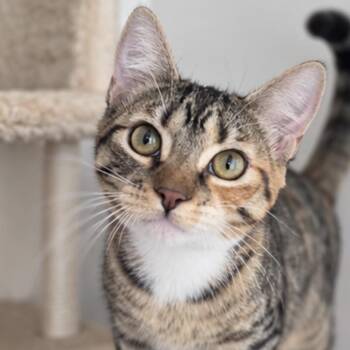 Ambar -  Domestic Short Hair Cat for Adoption in Buffalo, New York - Ambar | PetCurious